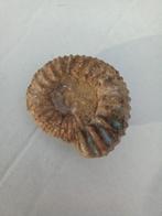 Fossiele Ammoniet, Ophalen of Verzenden, Fossiel