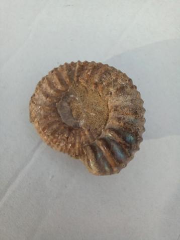 Fossiele Ammoniet beschikbaar voor biedingen