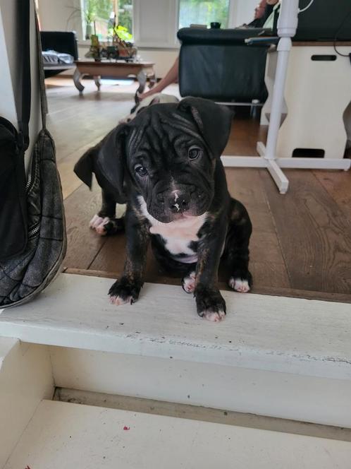 Wij mogen het nest verlaten. Geweldige kruising🥰, Dieren en Toebehoren, Honden | Niet-rashonden, Middel, Meerdere dieren, Particulier