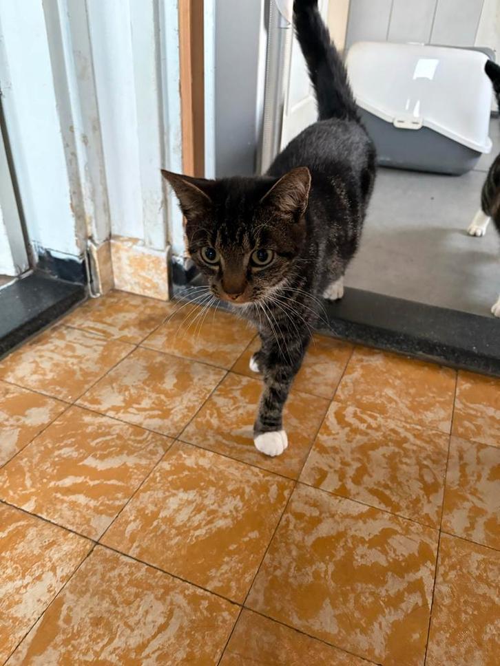 2 lieve katten broertjes, Dieren en Toebehoren, Katten en Kittens | Overige Katten, Kater