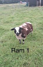 Bonte dekrammen, Dieren en Toebehoren, Meerdere dieren, Schaap, 0 tot 2 jaar