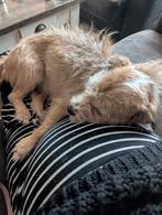 Lieverd (Celia) zoekt huis, Overige rassen, Teef, Eén hond, 3 tot 5 jaar