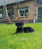 Mooie raszuivere labrador pups., Dieren en Toebehoren, Honden | Retrievers, Spaniëls en Waterhonden, CDV (hondenziekte), 8 tot 15 weken