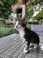 Lieve boerderij kittens om uit te zoeken!, Dieren en Toebehoren, Katten en Kittens | Overige Katten, Meerdere dieren, Kortharig