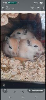 Gerbils met evt toebehoren, April, Mannelijk, Overige typen