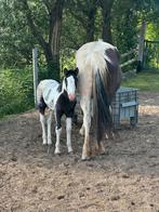 Weide gezocht - weitje grasland weiland, Dieren en Toebehoren, Stalling en Weidegang, 2 of 3 paarden of pony's