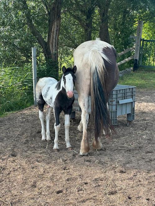 Weide gezocht - weitje grasland weiland, Dieren en Toebehoren, Stalling en Weidegang, 2 of 3 paarden of pony's