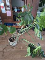 Monstera, Ophalen, Overige soorten