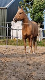 Lieve 6 jarige merrie, Dieren en Toebehoren, Pony's, 3 tot 6 jaar, Recreatiepony, Merrie, Gechipt