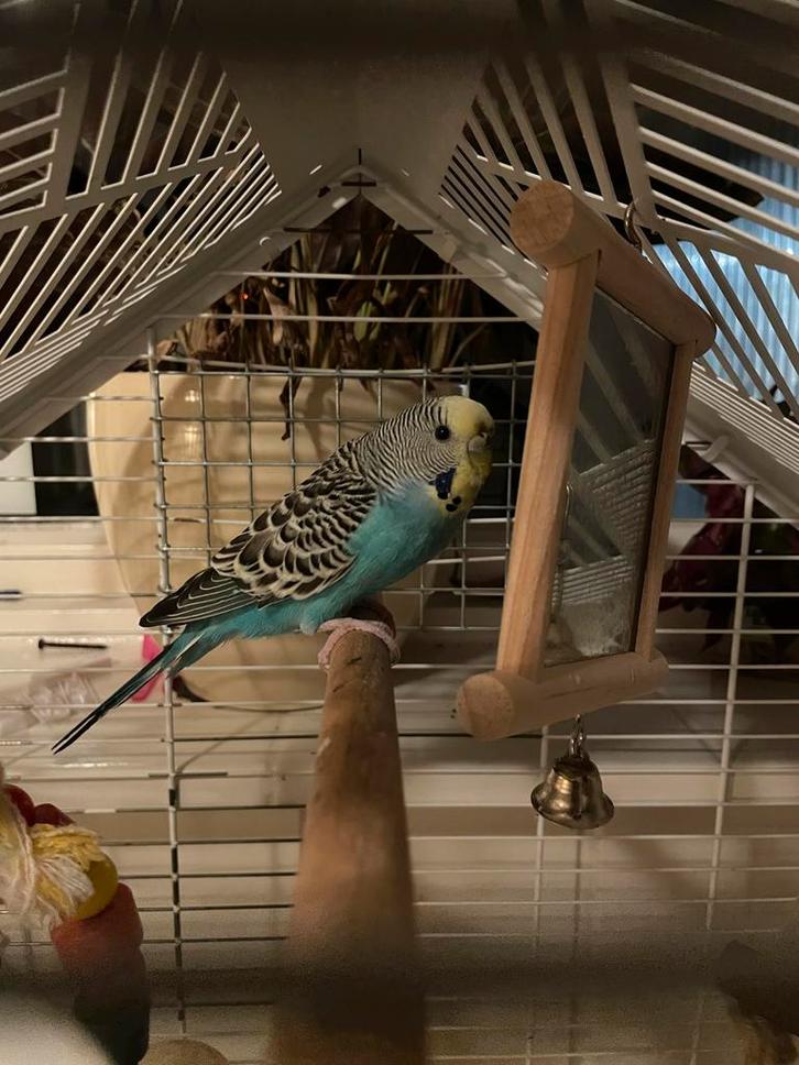 Mooie grasparkiet inclusief kooi en accessoires, Dieren en Toebehoren, Vogels | Parkieten en Papegaaien, Parkiet, Vrouwelijk