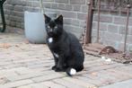 Boerderij kittens te koop, Meerdere dieren, Kortharig, 0 tot 2 jaar