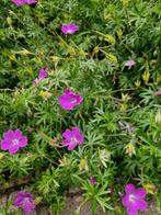 Geranium, vaste plant, Ophalen, Zomer, Overige soorten, Halfschaduw
