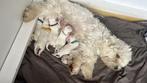 Maltezer pups puppies te koop 4 reutjes 3 teefjes, Dieren en Toebehoren, Maltezer, Rabiës (hondsdolheid), 8 tot 15 weken, Meerdere