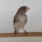 Edelzangers gezocht, Dieren en Toebehoren, Vogels | Overige Vogels, Meerdere dieren, Tropenvogel