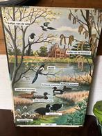 Oude schoolkaart natuur Frederick Warne, Ophalen of Verzenden, Natuur en Biologie