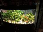 Wie heeft er gratis tropische vissen over voor mijn aquarium, Dieren en Toebehoren, Vissen | Aquaria en Toebehoren, Ophalen, Zo goed als nieuw