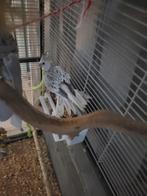 Valkparkiet met kooi, Dieren en Toebehoren, Vogels | Parkieten en Papegaaien, Geslacht onbekend, Parkiet