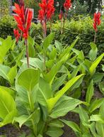 Canna bollen - met prachtige rode bloemen!, Overige soorten, Volle zon, Vaste plant, Ophalen of Verzenden