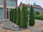 10x conifeer (Cipres), Tuin en Terras, Ophalen, Overige soorten, Minder dan 100 cm