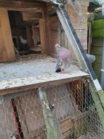 Mooie duif, Dieren en Toebehoren, Vogels | Duiven, Vrouwelijk, Kropper
