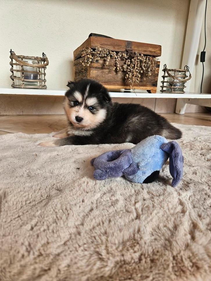 Schitterende raszuivere Pomsky pups blauwe oogjes, Dieren en Toebehoren, Honden | Poolhonden, Keeshonden en Oertypen, Meerdere dieren