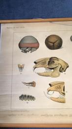 Oude Schoolplaat, Antiek en Kunst, Ophalen, Natuur en Biologie