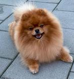 Pomeriaan dekreu fci stamboom & getest, Dieren en Toebehoren, Honden | Dekreuen, Rabiës (hondsdolheid), Reu, Eén hond, 3 tot 5 jaar