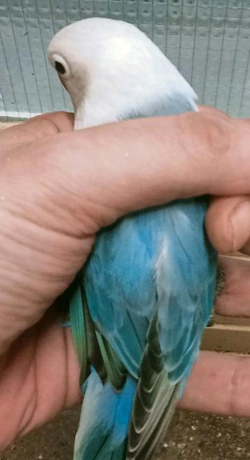 Prachtige piep jonge agapornis fisheri opaline blauw   beschikbaar voor biedingen