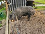 Wolvarken / mangalitza, Dieren en Toebehoren, Schapen, Geiten en Varkens, Vrouwelijk, Varken