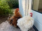 Twee cochin krielhanen met krulveer, Dieren en Toebehoren, Mannelijk, Kip