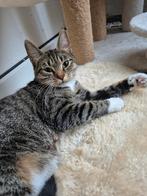 Poes 1 jaar en 9 maanden oud, Dieren en Toebehoren, Katten en Kittens | Overige Katten, Meerdere dieren