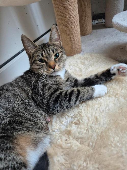 Poes 1 jaar en 9 maanden oud, Dieren en Toebehoren, Katten en Kittens | Overige Katten, Meerdere dieren