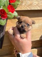 Maltipompups, Dieren en Toebehoren, Honden | Chihuahua's en Gezelschapshonden, Rabiës (hondsdolheid), 8 tot 15 weken, Meerdere