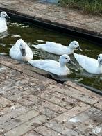 Te koop Giethoornse eenden uniek soort, Dieren en Toebehoren, Pluimvee, Meerdere dieren, Eend