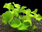 Aquariumplant nymphoides hydrophylla, Dieren en Toebehoren, Nieuw, Plant(en), Steen of Hout, Ophalen of Verzenden