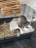 Konijn, Dieren en Toebehoren, Konijnen, Mannelijk