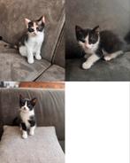 Kittens, Poes