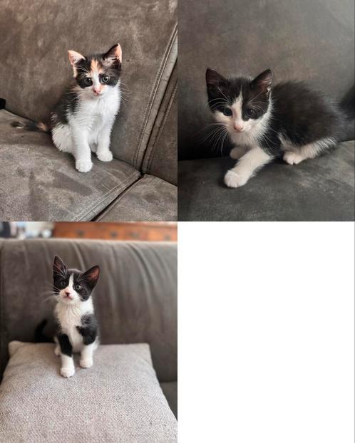 Kittens, Dieren en Toebehoren, Katten en Kittens | Overige Katten, Poes
