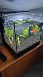 Aquarium Qubiq 60 liter, Dieren en Toebehoren, Ophalen, Zo goed als nieuw, Gevuld zoetwateraquarium