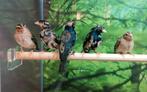 Staalvinken diverse koppels, Dieren en Toebehoren, Vogels | Overige Vogels, Meerdere dieren