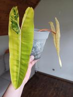 Philodendron Billietiae variegata, Huis en Inrichting, Kamerplanten, Overige soorten, Minder dan 100 cm, Ophalen of Verzenden