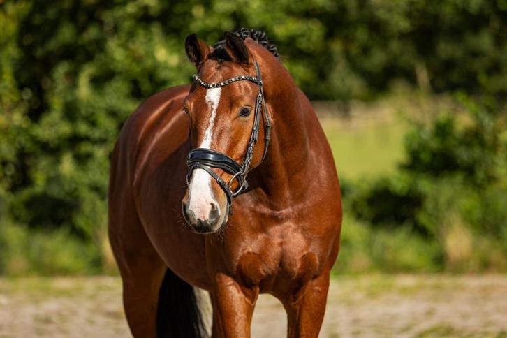 Te koop aangeboden, Dieren en Toebehoren, Paarden, Ruin, L, 165 tot 170 cm, 3 tot 6 jaar, Dressuurpaard, Met stamboom, Gechipt