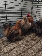 Serama hennen zijdeveer / zijdevederige / zijde 2025, Dieren en Toebehoren, Pluimvee, Vrouwelijk, Kip