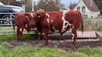 Te koop3 luxe stamboek dikbil dekstieren, Dieren en Toebehoren, Mannelijk, 0 tot 2 jaar