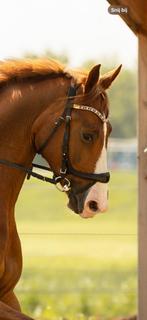 Schockemohle Equitus Beta, Dieren en Toebehoren, Ophalen of Verzenden, Zo goed als nieuw