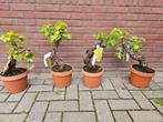 Druif (vitis bonsai) op stam: ruim 15 jaar oude stam!, Ophalen of Verzenden