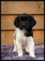 Lieve raszuivere Friese Stabij pups mogen bijna verhuizen, Parvo, Overige rassen, 8 tot 15 weken, Meerdere