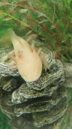 Axolotl, Dieren en Toebehoren, Reptielen en Amfibieën, 0 tot 2 jaar