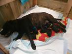 Engelse stafford pups met stamboom, Bull Terriër, 8 tot 15 weken, Meerdere, Meerdere dieren