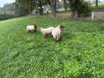 3 Solognote stamboek ooien, Vrouwelijk, Schaap